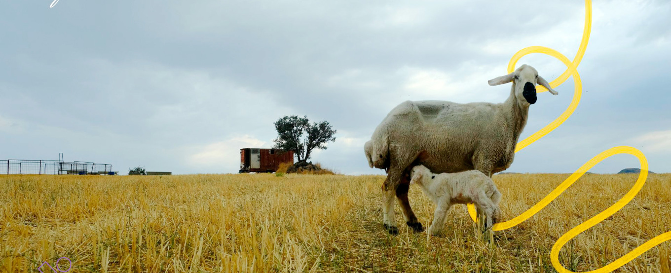 Dona tu udhiya y comparte la felicidad del Eid con los más desfavorecidos