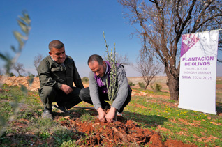 Planta olivos en Siria