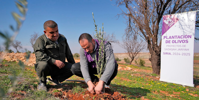 Planta olivos en Siria