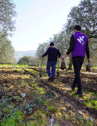 Actualización Proyecto Olivos en Palestina