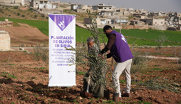 Planta olivos en Siria