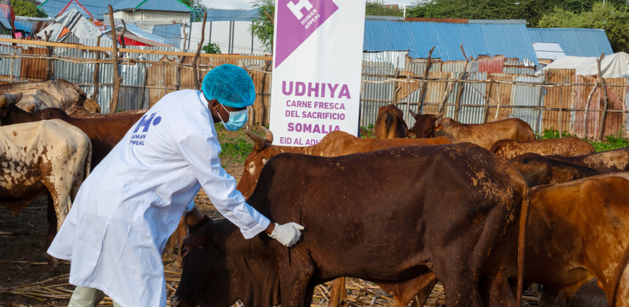 Tu Udhiya para Somalia (1/7 de vaca)