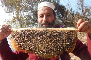 Granja de miel (colmenas) para Bangladesh