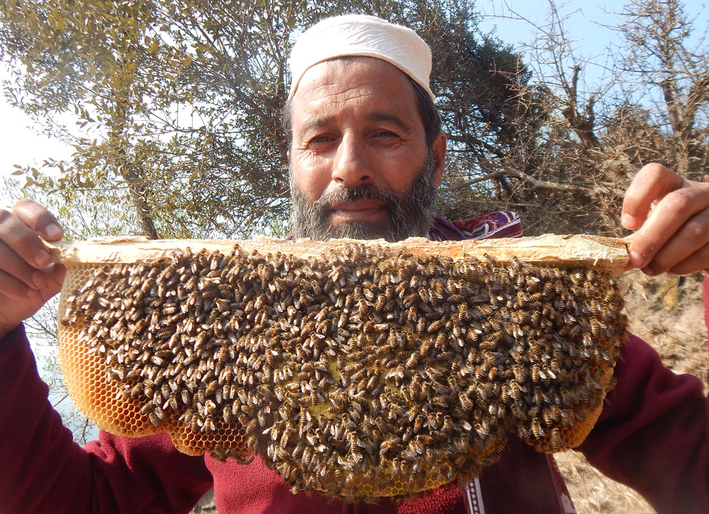 Granja de miel (colmenas) para Pakistán