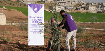 Planta olivos en Siria