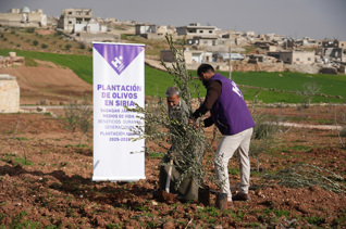 Planta olivos en Siria