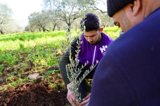 Planta olivos en Siria