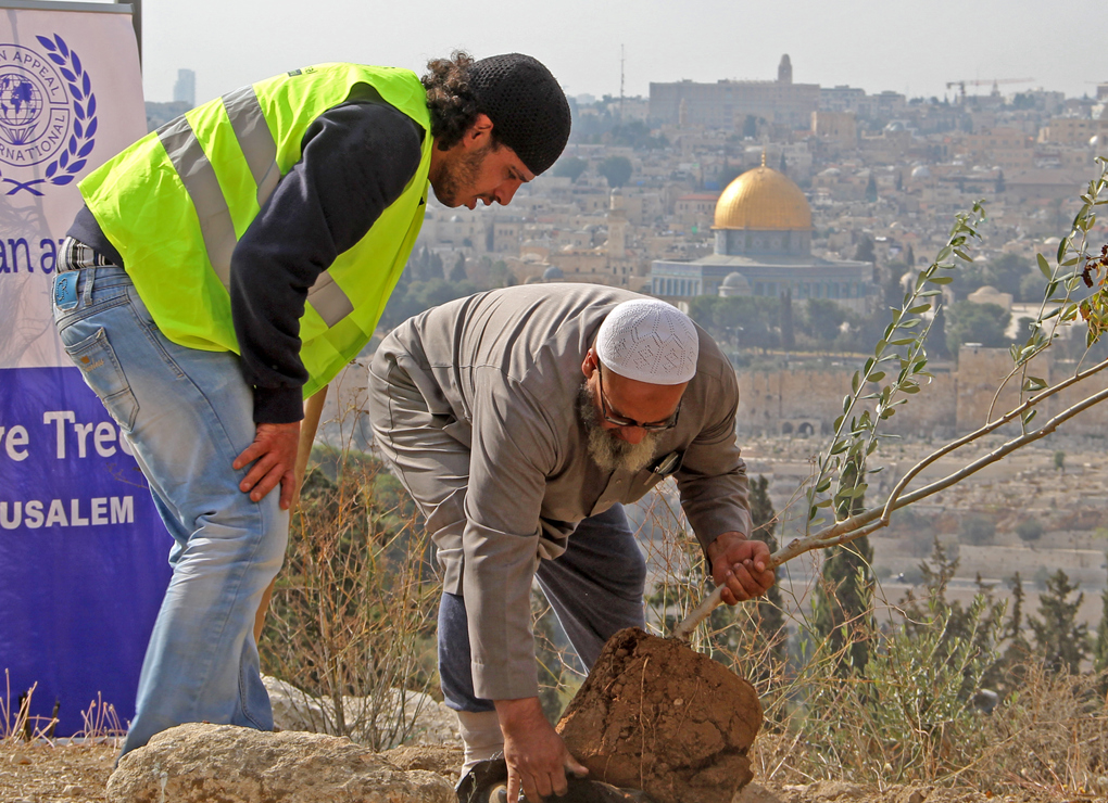 Planta olivos en Palestina