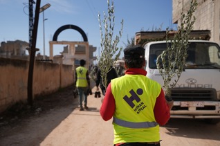 Planta olivos en Siria