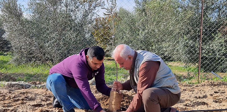 Planta olivos en Palestina