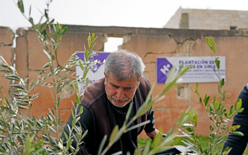 Planta olivos en Siria
