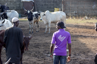 Fondo para carne de la Udhiya (sadaqah) - Donde más se necesita
