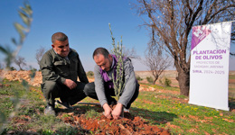 Planta olivos en Palestina (ahora en Siria)
