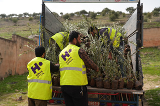 Planta olivos en Siria