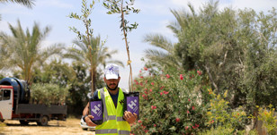 Actualización Proyecto Olivos en Palestina