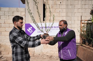 Planta olivos en Siria