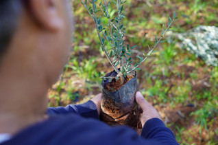 Planta olivos en Siria