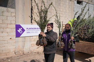Planta olivos en Siria
