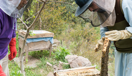 Proyectos de Sadaqah Jariyah