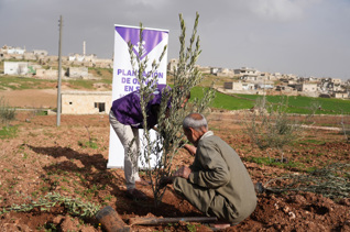 Planta olivos en Siria