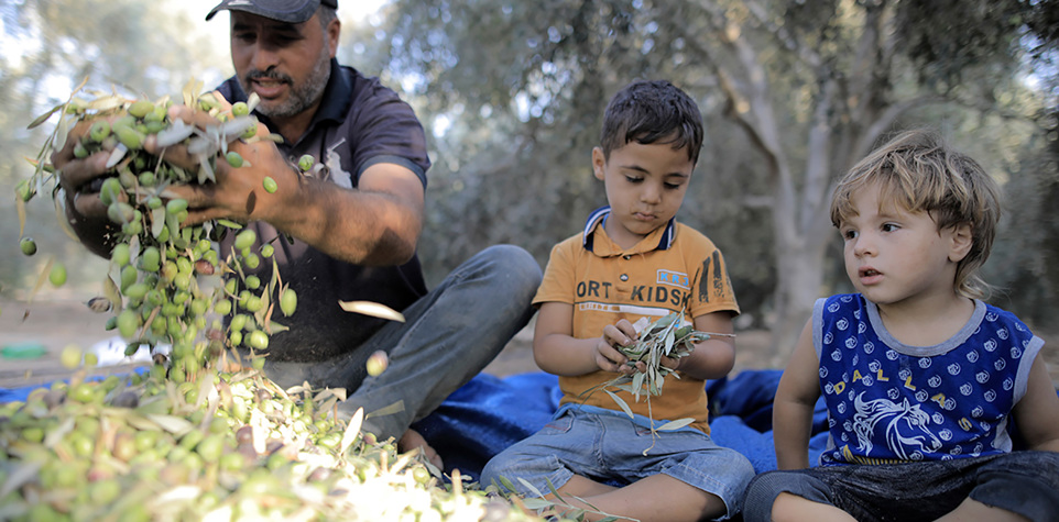 planta olivos en Palestina